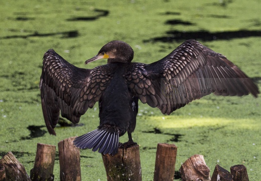 CORMORANO; Cormorant; Grand Cormoran; Phalacrocorax carbo  