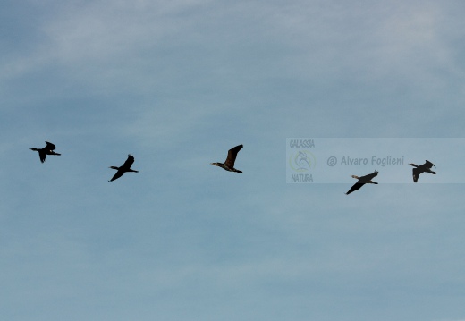 CORMORANO; Cormorant; Grand Cormoran; Phalacrocorax carbo  