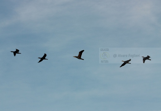 CORMORANO; Cormorant; Grand Cormoran; Phalacrocorax carbo  