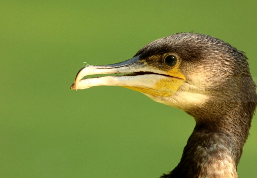 CORMORANO; Cormorant; Grand Cormoran; Phalacrocorax carbo  