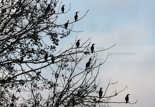 CORMORANO; Cormorant; Grand Cormoran; Phalacrocorax carbo  