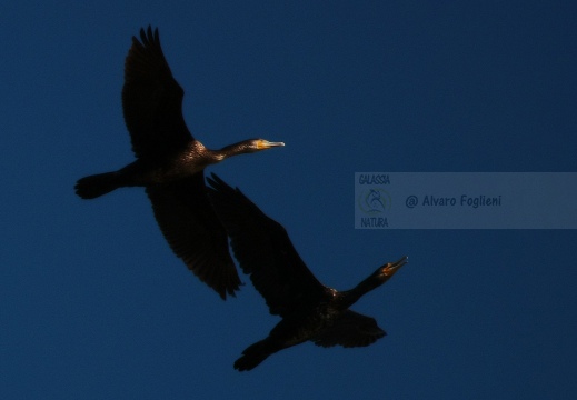 CORMORANO; Cormorant; Grand Cormoran; Phalacrocorax carbo  