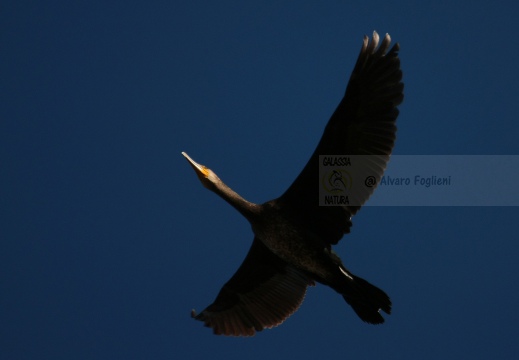 CORMORANO; Cormorant; Grand Cormoran; Phalacrocorax carbo  