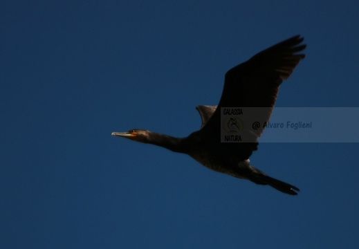 CORMORANO; Cormorant; Grand Cormoran; Phalacrocorax carbo  