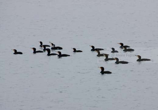 CORMORANO; Cormorant; Grand Cormoran; Phalacrocorax carbo  