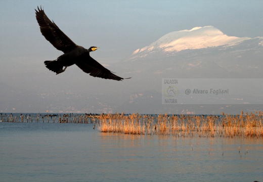 CORMORANO; Cormorant; Grand Cormoran; Phalacrocorax carbo  