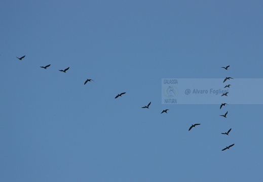 CORMORANO; Cormorant; Grand Cormoran; Phalacrocorax carbo  