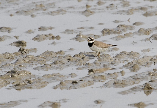 CORRIERE GROSSO, Ringed Plover, Pluvier grand-gravelot; Charadrius hiaticula