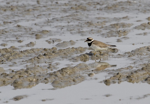 CORRIERE GROSSO, Ringed Plover, Pluvier grand-gravelot; Charadrius hiaticula