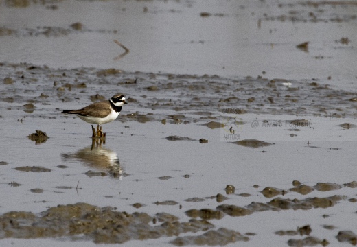 CORRIERE GROSSO, Ringed Plover, Pluvier grand-gravelot; Charadrius hiaticula