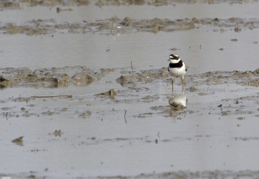 CORRIERE GROSSO, Ringed Plover, Pluvier grand-gravelot; Charadrius hiaticula