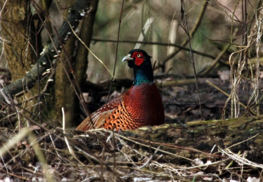 FAGIANO, Pheasant, Faisan de Colchide¸Phasianus colchicus