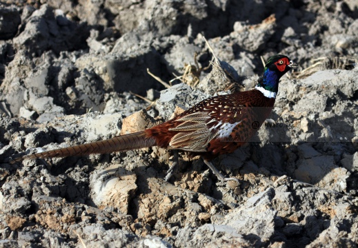 FAGIANO, Pheasant, Faisan de Colchide¸Phasianus colchicus