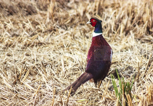 FAGIANO, Pheasant, Faisan de Colchide¸Phasianus colchicus