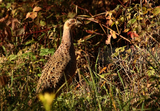 FAGIANO, Pheasant, Faisan de Colchide¸Phasianus colchicus