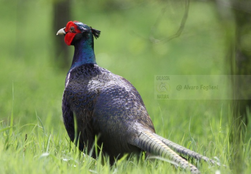 FAGIANO, Pheasant, Faisan de Colchide¸Phasianus colchicus