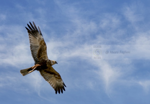 FALCO DI PALUDE, Marsh Harrier, Busard des roseaux; Circus aeruginosus 