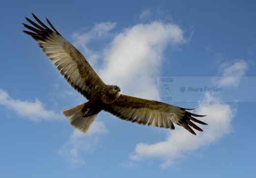 FALCO DI PALUDE, Marsh Harrier, Busard des roseaux; Circus aeruginosus 