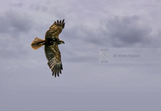 FALCO DI PALUDE, Marsh Harrier, Busard des roseaux; Circus aeruginosus 