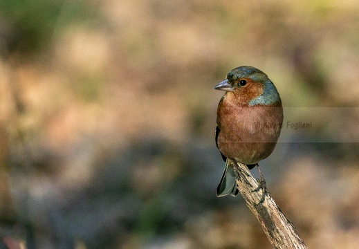 FRINGUELLO, Chaffinch, Pinson des arbres; Fringilla coelebs