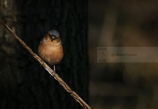 FRINGUELLO, Chaffinch, Pinson des arbres; Fringilla coelebs