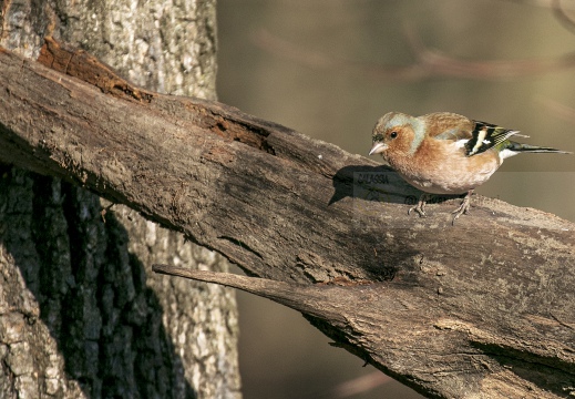 FRINGUELLO, Chaffinch, Pinson des arbres; Fringilla coelebs