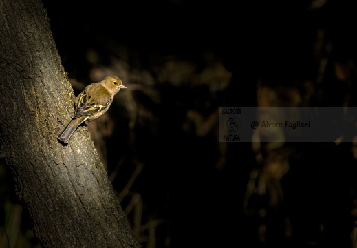 FRINGUELLO, Chaffinch, Pinson des arbres; Fringilla coelebs