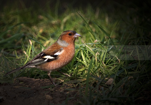 FRINGUELLO, Chaffinch, Pinson des arbres; Fringilla coelebs