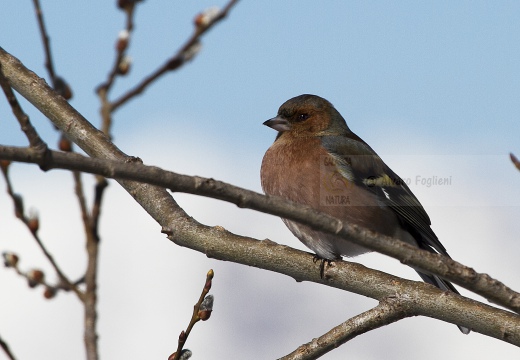 FRINGUELLO, Chaffinch, Pinson des arbres; Fringilla coelebs