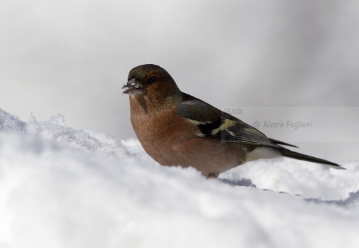 FRINGUELLO, Chaffinch, Pinson des arbres; Fringilla coelebs