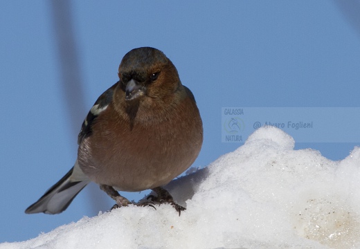 FRINGUELLO, Chaffinch, Pinson des arbres; Fringilla coelebs