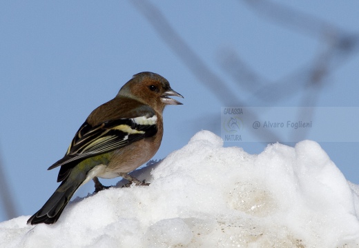 FRINGUELLO, Chaffinch, Pinson des arbres; Fringilla coelebs