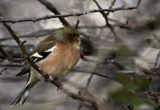 FRINGUELLO, Chaffinch, Pinson des arbres; Fringilla coelebs