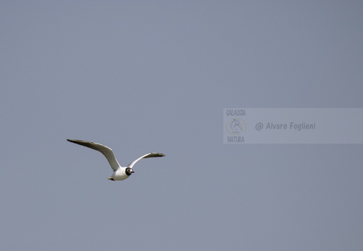 GABBIANO COMUNE; Black-headed Gull; Mouette rieuse; Larus ridibundus 