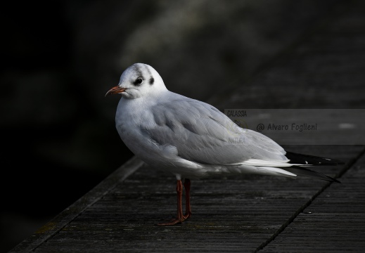 GABBIANO COMUNE; Black-headed Gull; Mouette rieuse; Larus ridibundus 