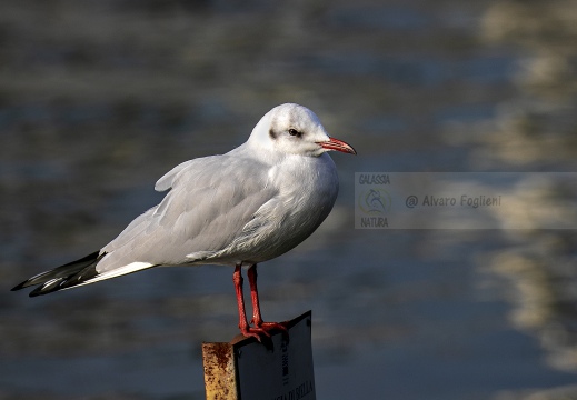 GABBIANO COMUNE; Black-headed Gull; Mouette rieuse; Larus ridibundus 