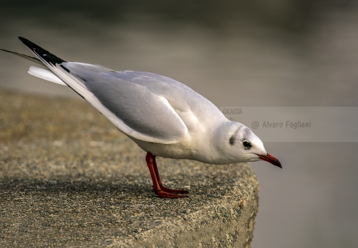 GABBIANO COMUNE; Black-headed Gull; Mouette rieuse; Larus ridibundus 