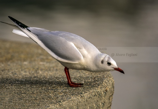 GABBIANO COMUNE; Black-headed Gull; Mouette rieuse; Larus ridibundus 