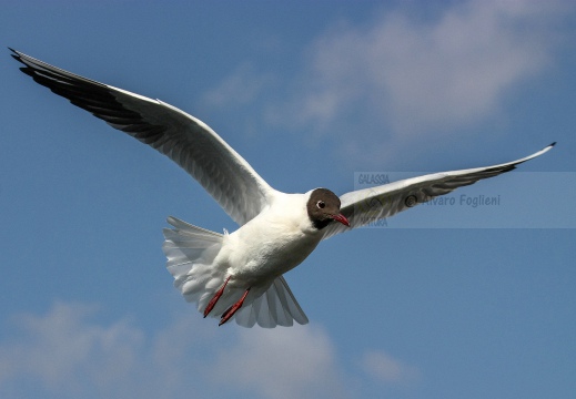 GABBIANO COMUNE; Black-headed Gull; Mouette rieuse; Larus ridibundus 