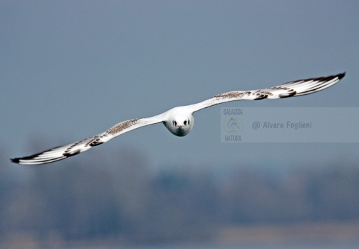 GABBIANO COMUNE; Black-headed Gull; Mouette rieuse; Larus ridibundus 