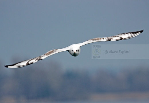 GABBIANO COMUNE; Black-headed Gull; Mouette rieuse; Larus ridibundus 