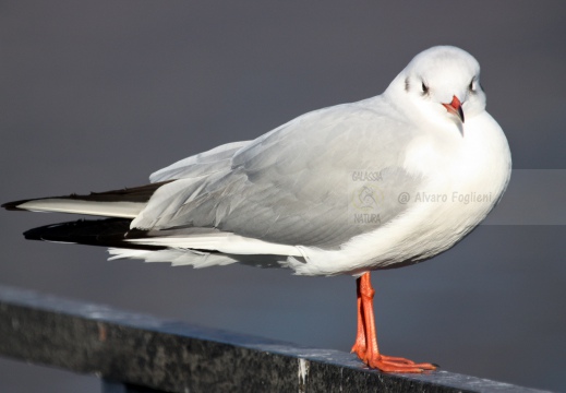 GABBIANO COMUNE; Black-headed Gull; Mouette rieuse; Larus ridibundus 