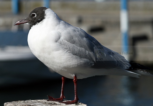 GABBIANO COMUNE; Black-headed Gull; Mouette rieuse; Larus ridibundus 