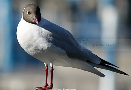 GABBIANO COMUNE; Black-headed Gull; Mouette rieuse; Larus ridibundus 