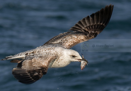 GABBIANO REALE; Yellow-legged Gull; Goéland leucophée; Larus michahellis 