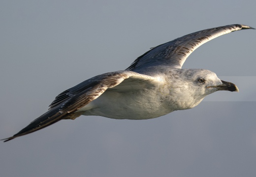 GABBIANO REALE; Yellow-legged Gull; Goéland leucophée; Larus michahellis 