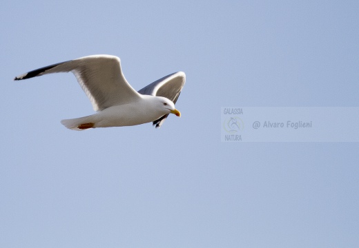 GABBIANO REALE; Yellow-legged Gull; Goéland leucophée; Larus michahellis 