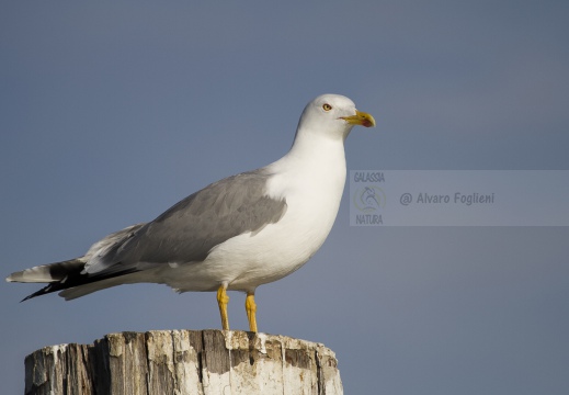 GABBIANO REALE; Yellow-legged Gull; Goéland leucophée; Larus michahellis 