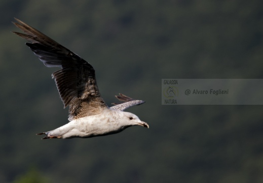 GABBIANO REALE; Yellow-legged Gull; Goéland leucophée; Larus michahellis 