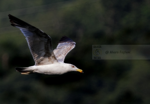 GABBIANO REALE; Yellow-legged Gull; Goéland leucophée; Larus michahellis 